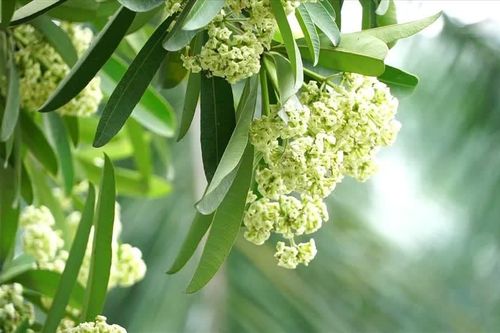Hoa sữa nở giữa đời gió mưa