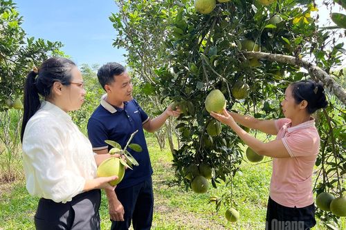 Nhữ Khê linh hoạt, sáng tạo đưa Nghị quyết vào cuộc sống