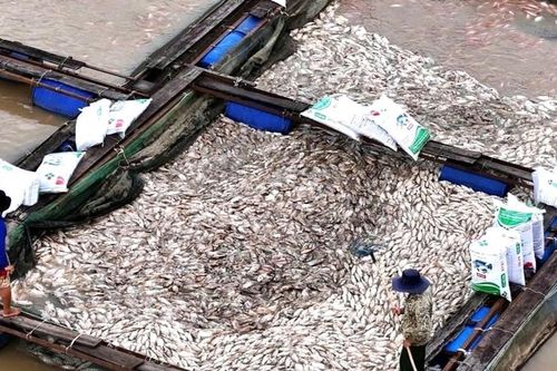 Hơn 1.000 tấn cá lồng bè trên sông Krông Nô bị chết do ảnh hưởng bão số 13
