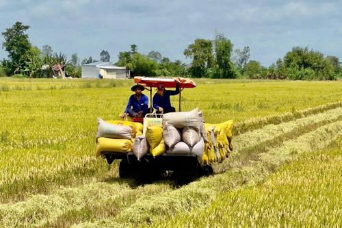 Bảo hiểm thiệt hại cây lúa: Điểm tựa giúp nông dân ĐBSCL yên tâm bám ruộng