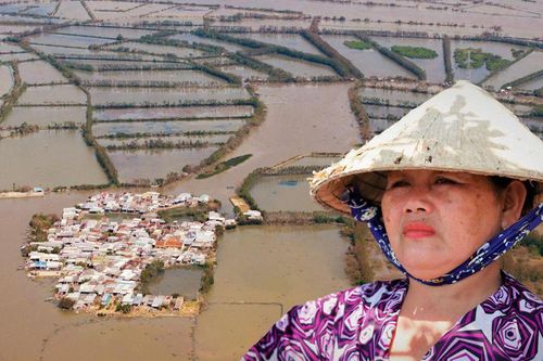 'Ốc đảo xanh' tại Gia Lai sau bão Kalmaegi: Người mất nhà, chim mất tổ