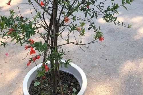Nhà giàu thích loại cây cảnh trồng trước nhà này để đón tài lộc, con cháu không giàu sang cũng hiển đạt