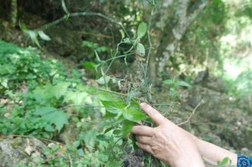 Bí quyết phục hồi sức khỏe sau sinh của phụ nữ Thái từ nồi lá thơm xông hơ