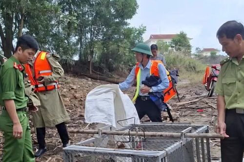 Thả cá thể trăn đất nặng 26kg đi lạc vào nhà dân sau mưa lũ