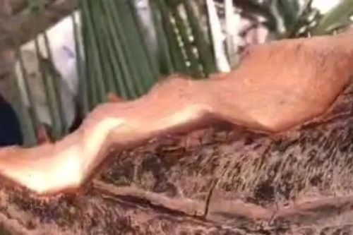 Clip 'tôn bay chém đứt cây dừa' vì bão số 13: Người đăng tải lên tiếng
