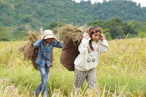 Hạt nếp Cay Nọi biến giấc mơ no ấm của người vùng biên thành sự thật