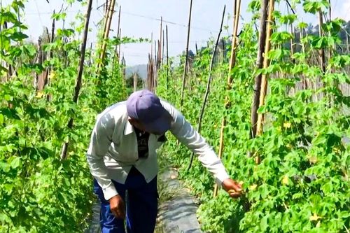 Phát triển kinh tế hợp tác xã nâng cao đời sống đồng bào dân tộc thiểu số