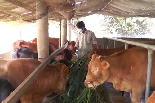 Đa dạng hóa sinh kế giúp đồng bào DTTS ở Cà Mau thoát nghèo