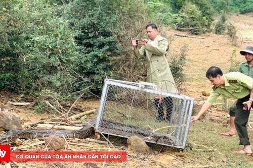 Thả trăn trong Sách đỏ về lại rừng