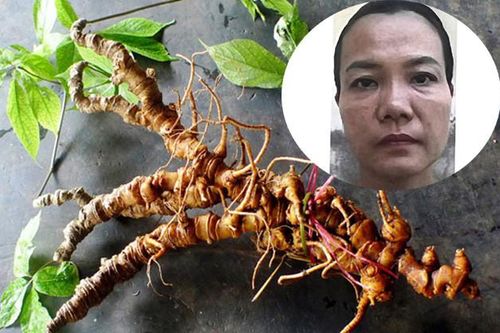 Giăng bẫy đầu tư Sâm Ngọc Linh, nữ doanh nhân ở Đà Nẵng chiếm đoạt tiền tỷ