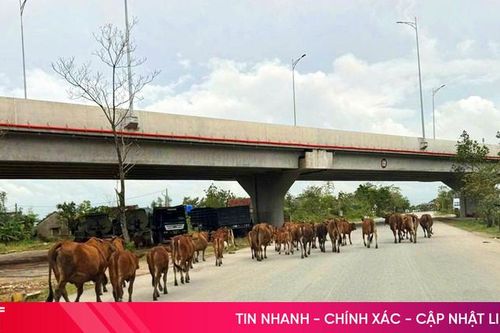 Xử lý nghiêm tình trạng thả rông trâu, bò gây mất an toàn trên các tuyến đường