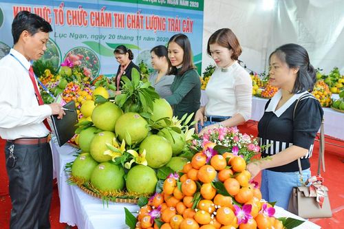 Sắp diễn ra Lễ hội trái cây Bắc Ninh năm 2025