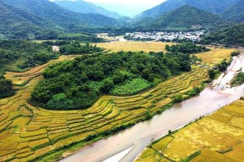 Thanh Hóa: Xã vùng biên thu tiền tỷ, nhờ giống nếp thơm, dẻo, chịu hạn tốt