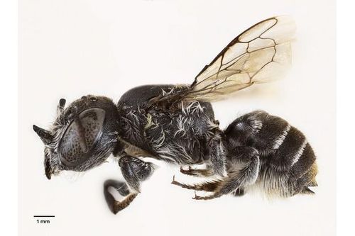 Phát hiện loài ong 'Lucifer' mới có sừng như quỷ