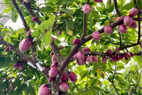 Nguồn cung phục hồi kéo giá ca cao giảm mạnh