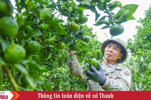Cây cam trên vùng đất Xuân Bình