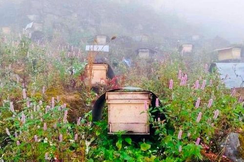 Tuyên Quang thúc đẩy nghề nuôi 'ong Bạc hà' trên cao nguyên đá