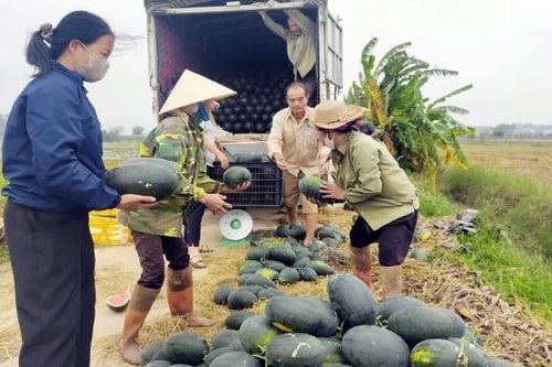 Xã Đồng Việt phát triển nông nghiệp hàng hóa, nâng thu nhập cho người dân