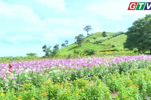 Mùa hoa túy điệp ở Chư Đang Ya