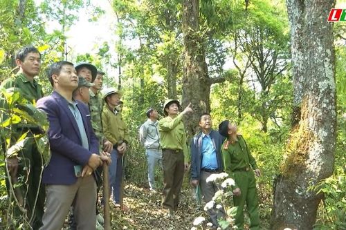 Hạt Kiểm lâm Sìn Hồ nỗ lực bảo vệ rừng