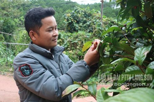 Biến trà hoa vàng thành vàng