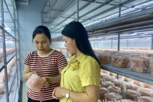 Cô gái 9X khởi nghiệp thành công với mô hình nuôi trồng nấm Đông trùng hạ thảo