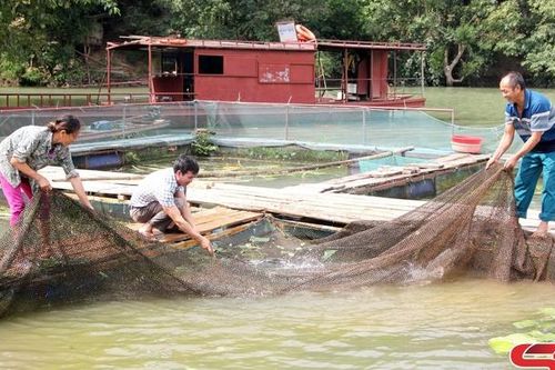 Nông dân Tạ Khoa làm giàu