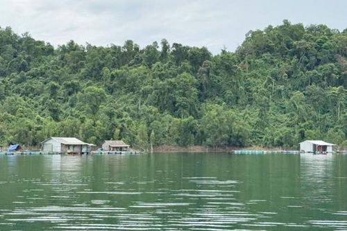 Đảm bảo diện tích trồng rừng thay thế