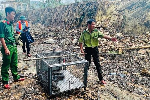Thanh Thủy: Thả cá thể trăn đất quý hiếm về môi trường tự nhiên