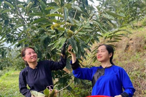 Trải nghiệm hái và thưởng thức hạt dẻ Lạng Sơn