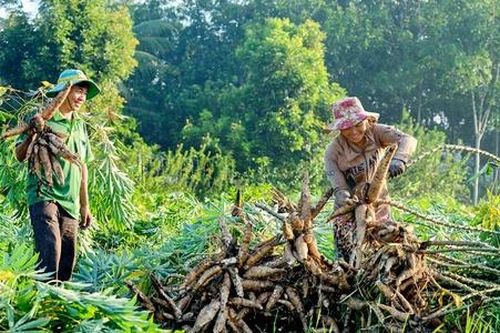 Bỏ ngỏ 'miếng bánh' thị trường Trung Đông, HTX ngành sắn đứng trước bài toán chuyển đổi cấp tốc