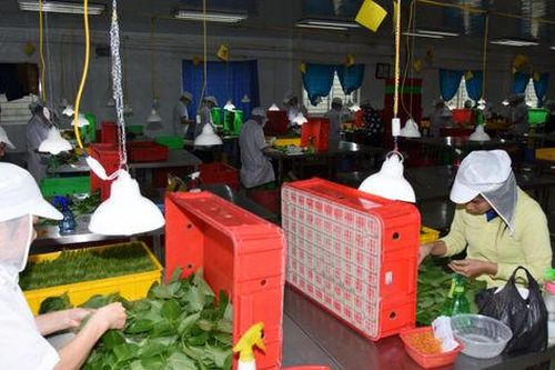 Giảm nỗi lo 'được mùa mất giá'