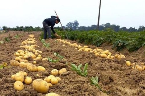 Đông Anh thúc đẩy chuyển dịch cơ cấu kinh tế