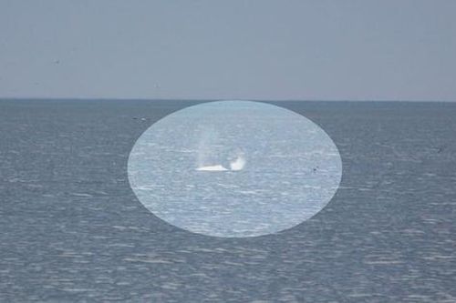 Phát hiện 'thủy quái' trên biển, người dân cả vùng chấn động và đặt cùng 1 câu hỏi