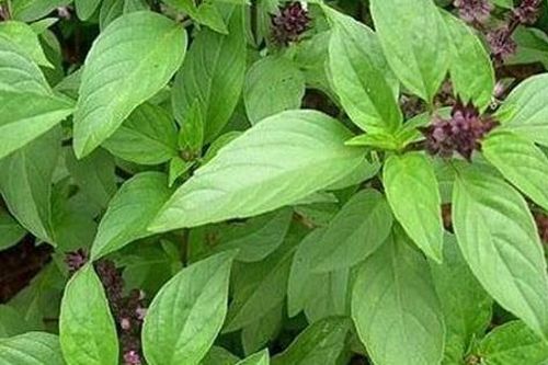 6 rủi ro tiềm ẩn khi lạm dụng húng quế 'nữ hoàng rau thơm'