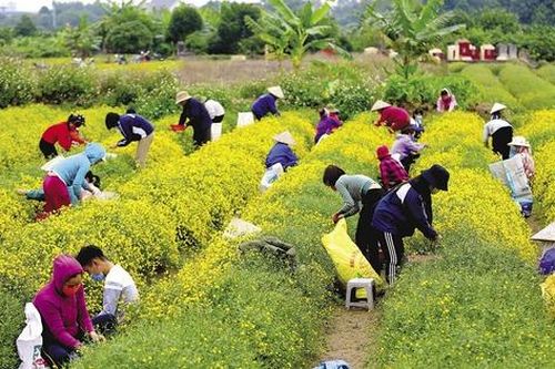 Hồi sinh tri thức thảo dược qua mô hình 'làng dược liệu' vùng cao