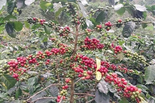 Điện Biên công nhận 40.200 cây cà-phê chè Catimor ở xã Quài Tở là cây đầu dòng
