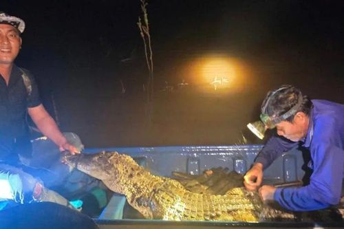 Đánh cá trên sông, người dân bắt được cá sấu gần 40kg