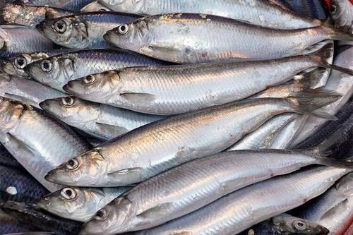 2 loại cá 'tốt nhất thế giới', ở Việt Nam chỉ vài chục nghìn/kg