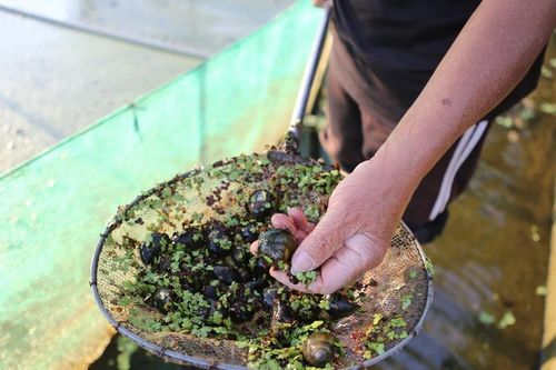 Tìm ra 'mỏ vàng' trong ao, lão nông Hưng Yên mở lối đổi đời