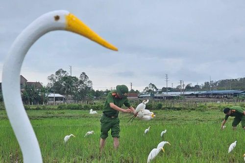 Tháo dỡ 'ma trận' bẫy tận diệt đàn chim trời trong mùa di cư