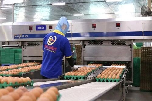 'Trùm' trứng gà Ba Huân bị hải quan 'tuýt còi', người trong cuộc thừa nhận điều đau xót