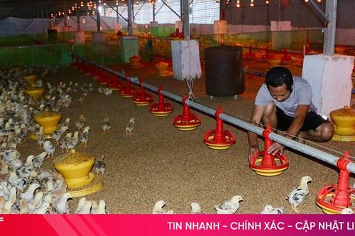 Giá gà thương phẩm tăng cao, người chăn nuôi vơi bớt khó khăn