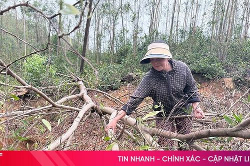 Người dân xót xa nhìn hàng trăm héc ta rừng mục nát sau bão
