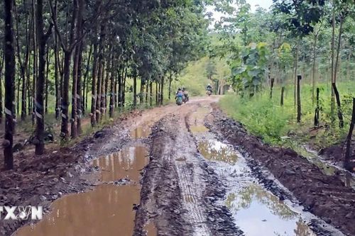 Chậm quyết toán kinh phí bảo vệ rừng: Nhiều doanh nghiệp khó khăn chồng chất