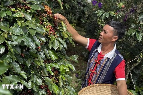 Đồng bào K'Ho xây dựng thương hiệu càphê OCOP