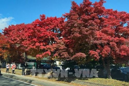 Lễ hội Momiji hồ Kawaguchi – Sắc Thu trong rừng lá đỏ