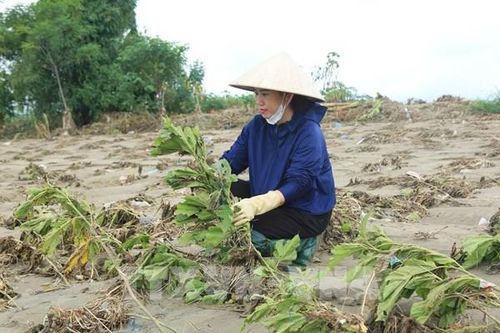 Lào Cai khôi phục sản xuất nông nghiệp sau mưa lũ
