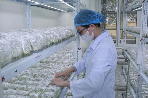 Ứng dụng khoa học - công nghệ vào sản xuất giống cây trồng