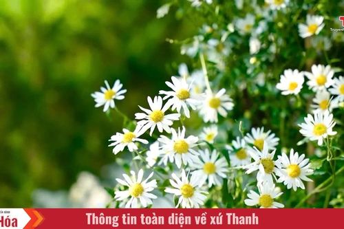 Những mùa hoa thương nhớ